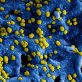 Informatie KNVB: Coronavirus